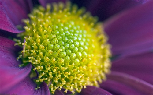 芦笋市场分析,紫罗兰芦笋最营养分析:芦丁皂苷含量适当